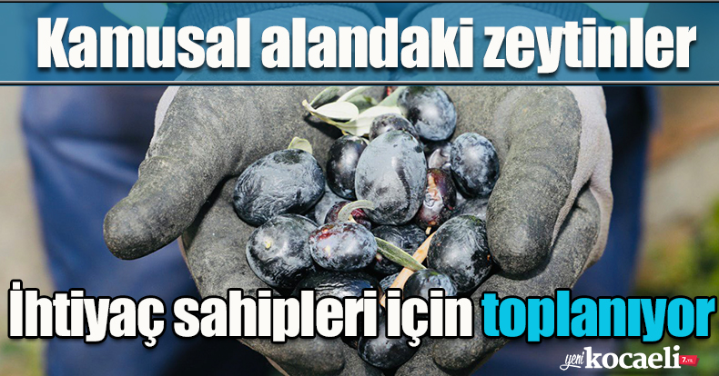 Kamusal alandaki zeytinler ihtiyaç sahipleri için toplanıyor