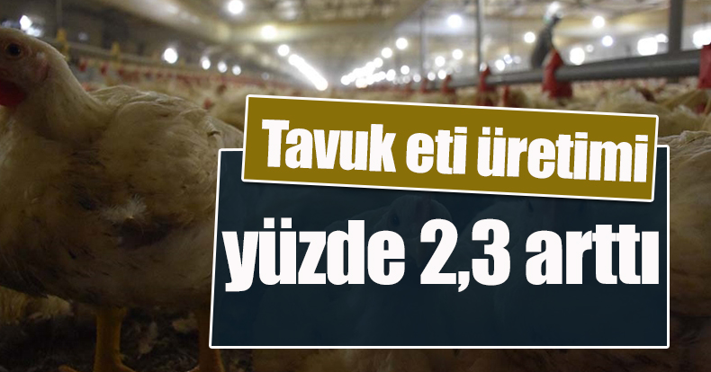Tavuk eti üretimi yüzde 2,3 arttı