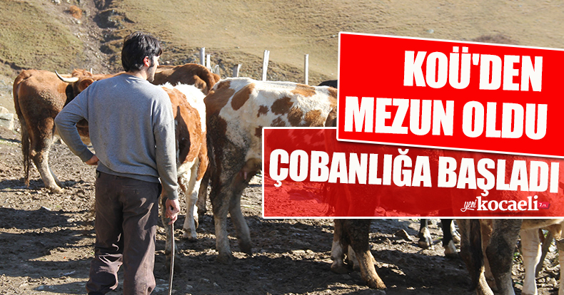 KOÜ'DEN MEZUN OLDU ÇOBANLIĞA BAŞLADI 