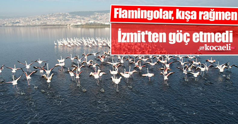 Flamingolar, kışa rağmen İzmit'ten göç etmedi