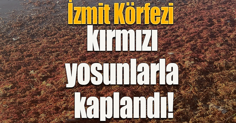 İzmit Körfezi kırmızı yosunlarla kaplandı!