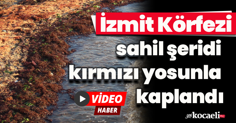 İzmit Körfezi sahil şeridi kırmızı yosunla kaplandı