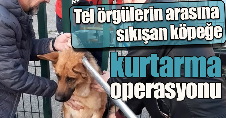 Tel örgülerin arasına sıkışan köpeğe kurtarma operasyonu
