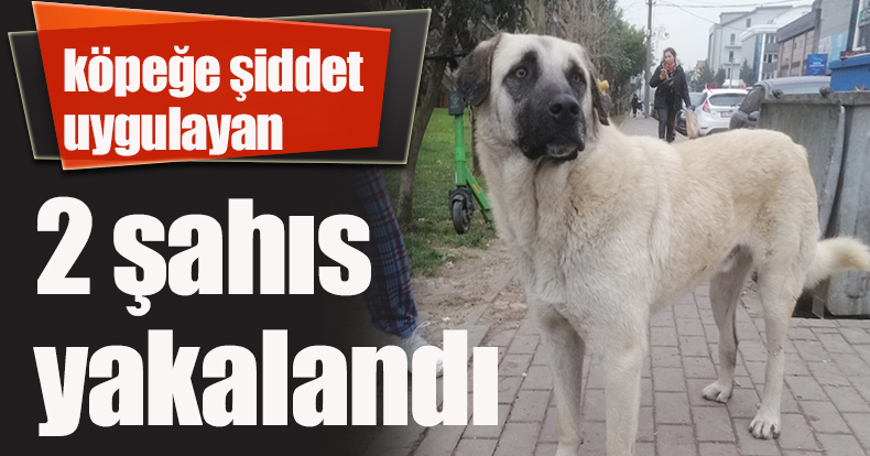 İzmit'te köpeğe şiddet uygulayan 2 şahıs yakalandı