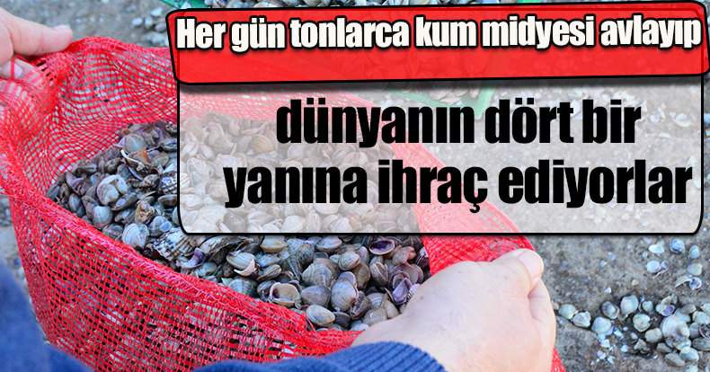 Her gün tonlarca kum midyesi avlayıp, dünyanın dört bir yanına ihraç ediyorlar
