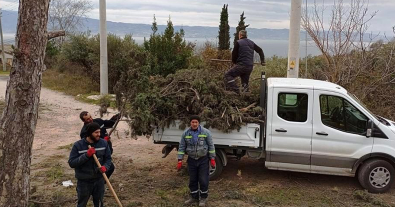 Dilovası’nda ağaçlara form ve bakım çalışmaları yapılıyor 