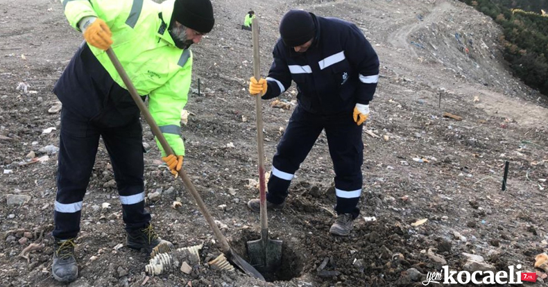 Karamürsel Dereköy’e 1000 ağaç fidanı dikilecek