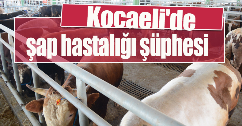 Kocaeli'de şap hastalığı şüphesi