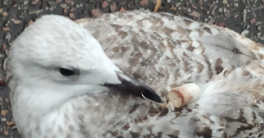 Martı uzun süre hareketsiz kaldı