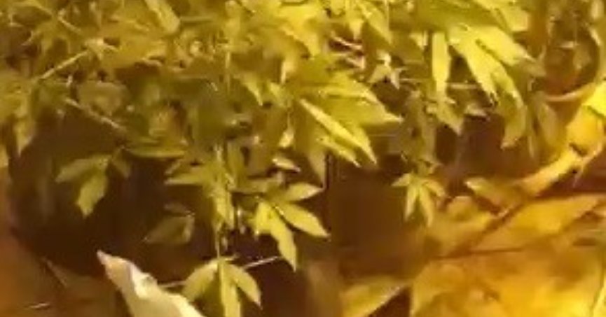 Evi seraya çevirip uyuşturucu yetiştirmişlerdi: 2 şüpheli tutuklandı