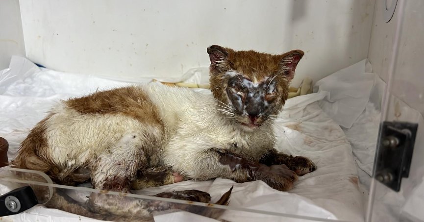  Kimyasal maddeye bulaşan kedinin yaralı hali yürekleri burktu