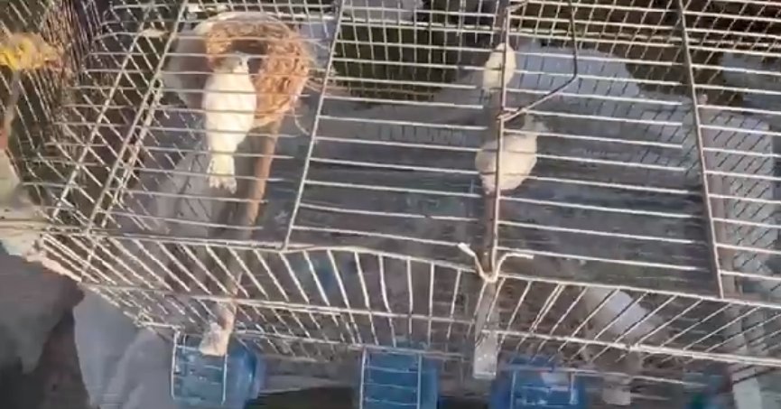 133 saat sonra yavruları ile sapasağlam çıkarıldılar