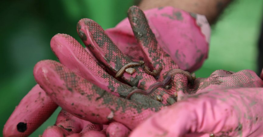 İzmit Körfezi’nde biyoçeşitliliğin tespiti