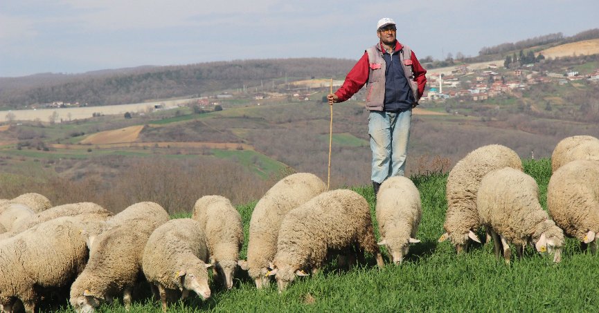 Şehir hayatından sıkıldı, çoban oldu