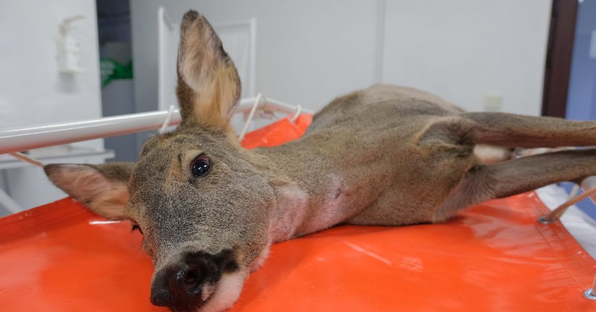 Binlerce yaban hayvanı hayata döndürüldü