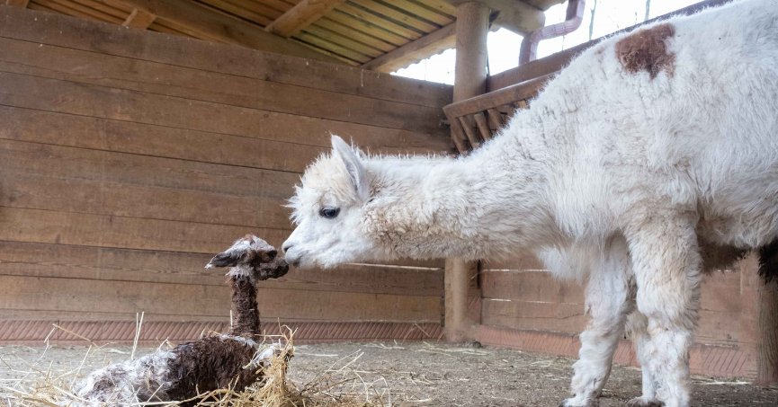 Kocaeli doğal yaşam parkında dünyaya 