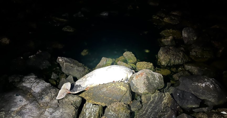 Kocaeli’de ölü yunus sahile vurdu