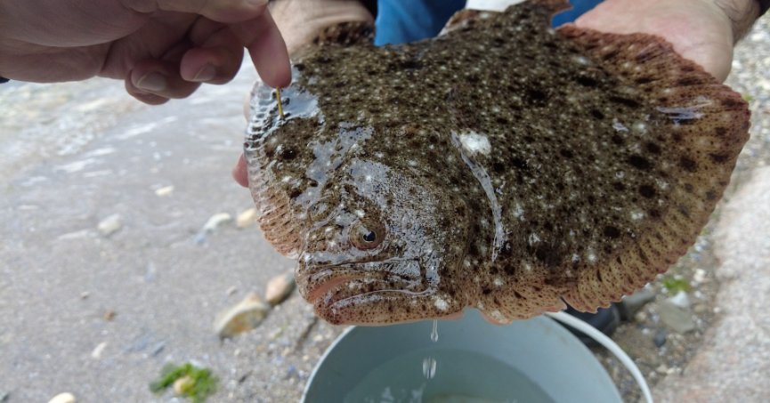 Gebzeli balıkçıların ağına takılan kalkan balığı tekrar denize salındı