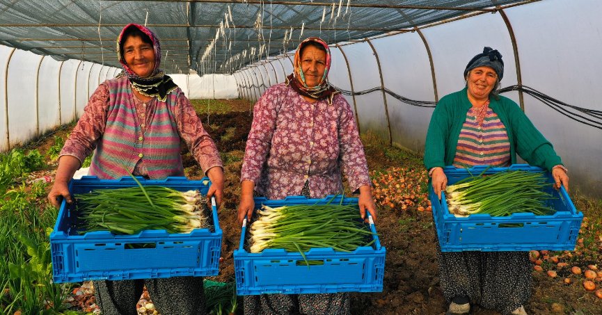 Büyükşehir’in kurduğu modern seralardaki verim üreticiyi sevindirdi