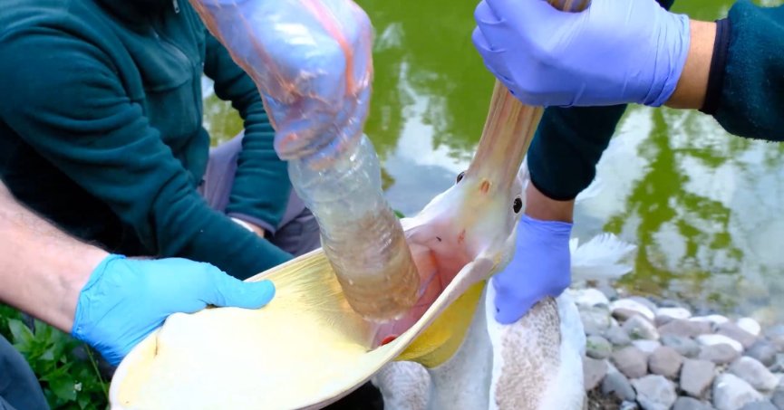 Midesinden plastik şişe çıkarılan pelikanın son durumu
