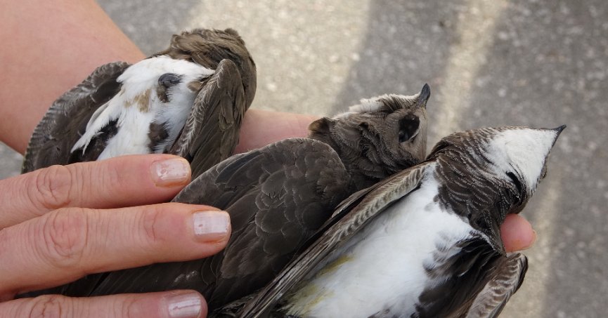 Kocaeli'de hayrete düşüren olay: 8 ebabil kuşu telef oldu