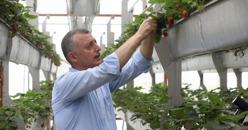 Çilek bahçesi tesisi ve karpuz tohumu