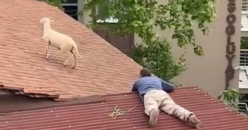 Çatıya çıkan koç hem güldürdü hem uğraştırdı
