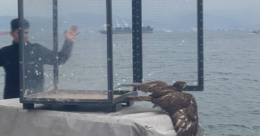 Denizde buldukları yırtıcı kuşu ısıtıp bonfile ile besledikten sonra doğaya bıraktılar