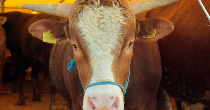 2023 yılı Kurban Vekalet ücretleri belli oldu