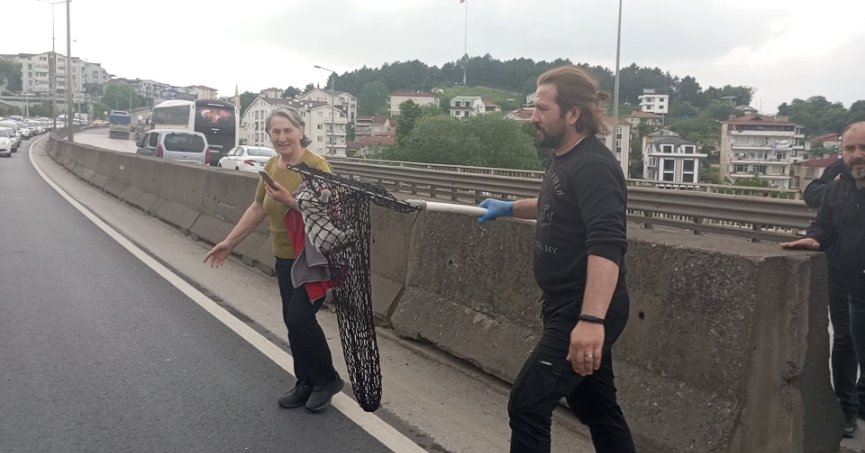 Beton bariyerlere sıkışan kedi için trafiği durdurdular: 