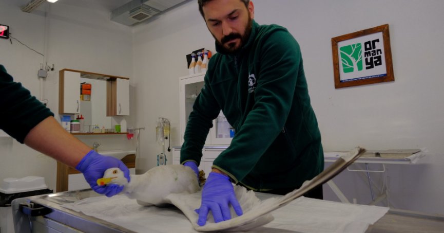 Yaralı martıya Büyükşehir şefkati