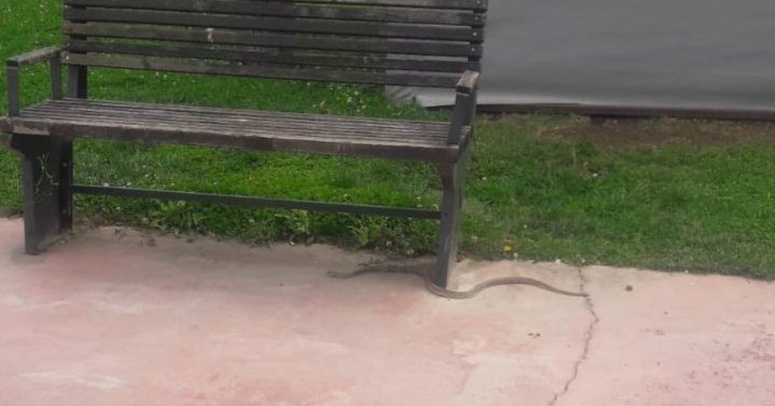 Balyanoz Koyu'nda yılan paniği