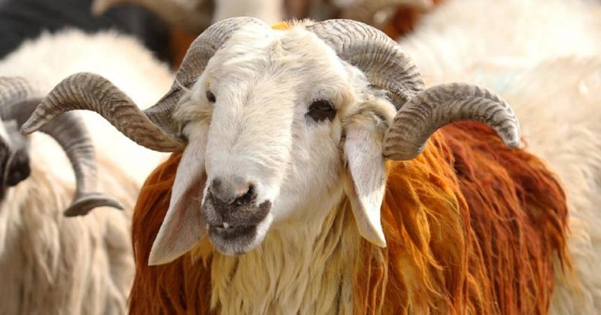 Türk Kızılay, kurban vekaleti bedellerini açıkladı