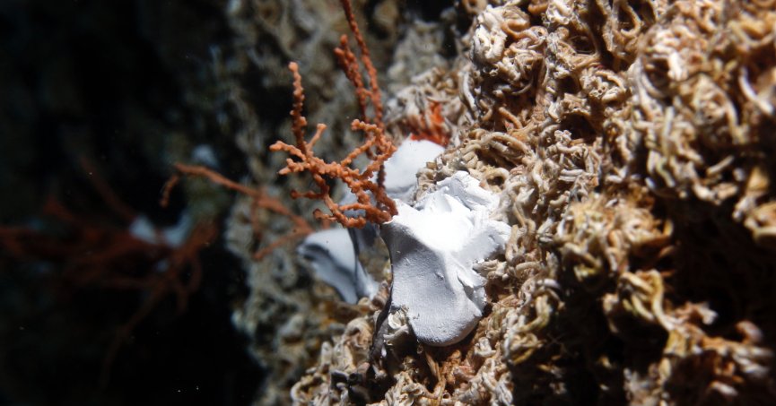 Denizin dibine bakın ne ekiyorlar