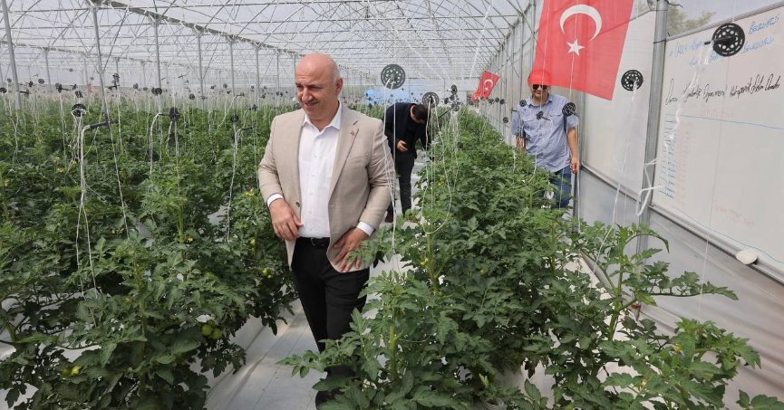 Türkiye'de ilk olan sistemin mahsulleri büyüdü, hasat şenlikle başlayacak