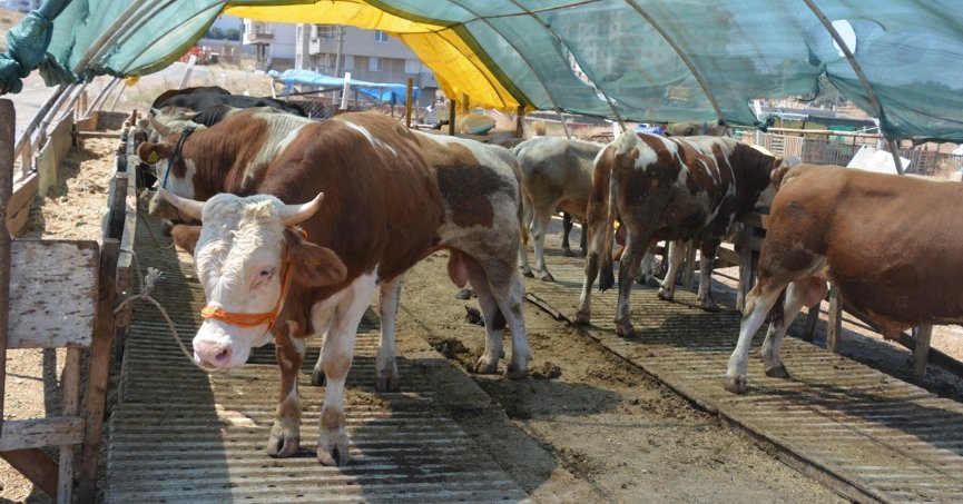 Kurbanlık seçerken bunlara dikkat edin