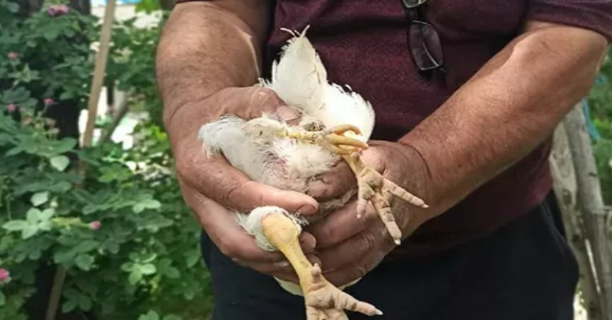 Üç ayaklı civciv görenleri hayrete düşürdü