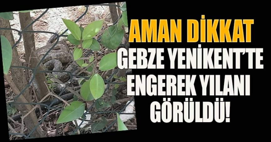 AMAN DİKKAT! GEBZE YENİKENT’TE ENGEREK YILANI GÖRÜLDÜ!