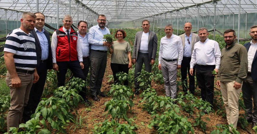 İzmit Dağköy’de araka hasat şenliği düzenlendi