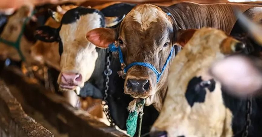 Kurban keserken önlem almayanlara para cezası verilecek