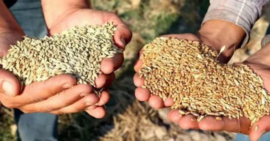 Buğday ve arpa alım fiyatı belli oldu! 