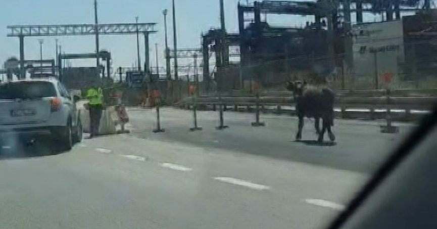 Sahibinin elinden kaçan dana D-100’ü birbirine kattı