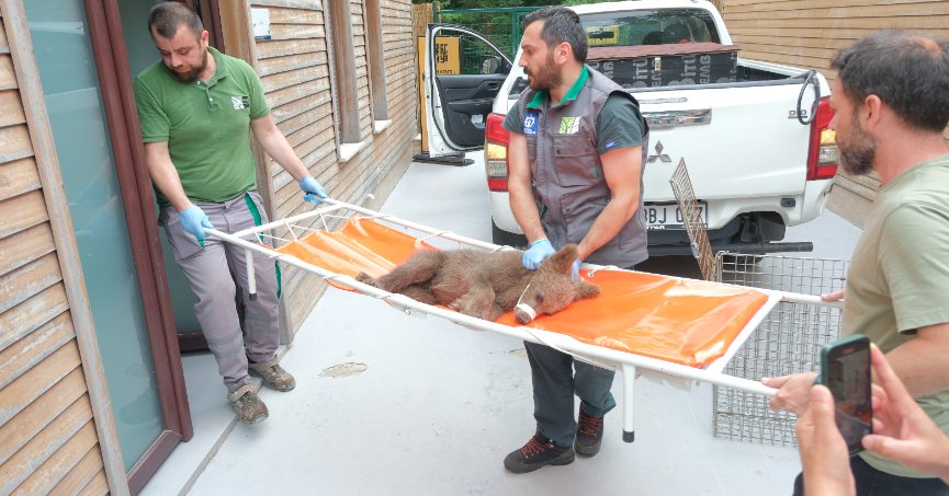 Yaralı yavru ayı için seferber oldular