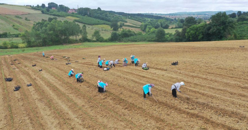Tıbbi Aromatik Bitki Yetiştiriciliğinde yeni ürün; kekik