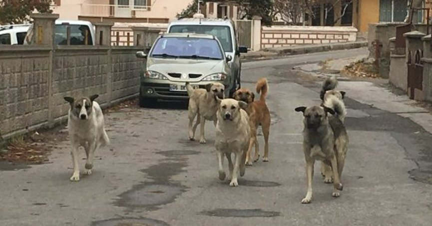 Köpek terörüne nihayet el atılıyor: Çalışma başladı, dünya örnekleri inceleniyor