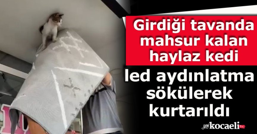 Girdiği tavanda mahsur kalan haylaz kedi led aydınlatma sökülerek kurtarıldı