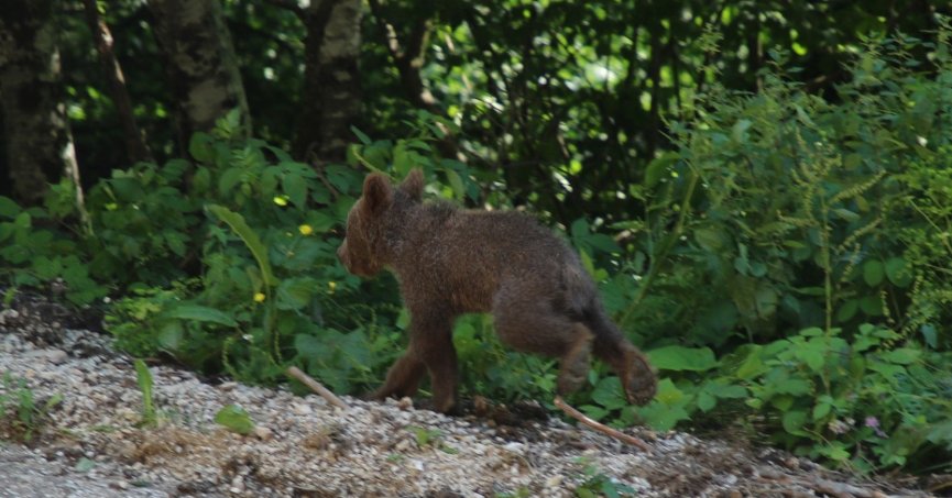Yavru boz ayı Tuti doğaya salındı