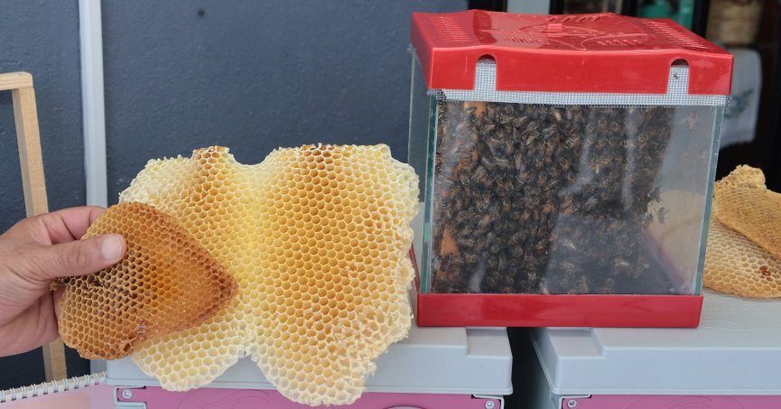  Büyükşehir’in desteklediği kadın arıcılardan;  Kocaeli’de bal hasadı şenliği