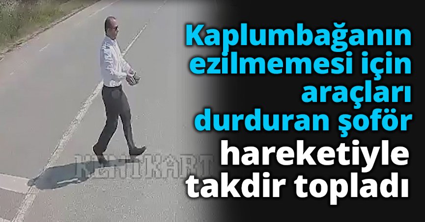 Kaplumbağanın ezilmemesi için araçları durduran şoför hareketiyle takdir topladı