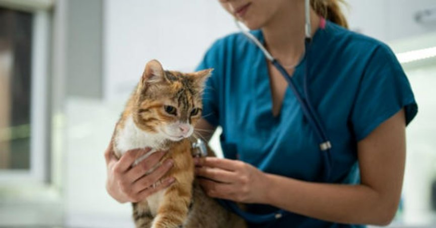 Veteriner hekimler iş bırakacak